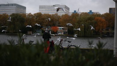 پناهندگی هلند